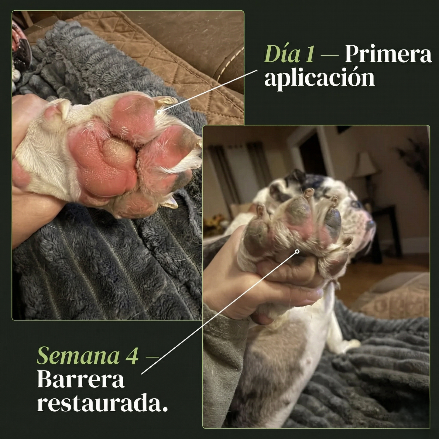 Aerosol posbiótico Mimapet